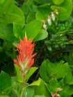 Washington State-Central Cascades-Magenta Paintbrush Art Print